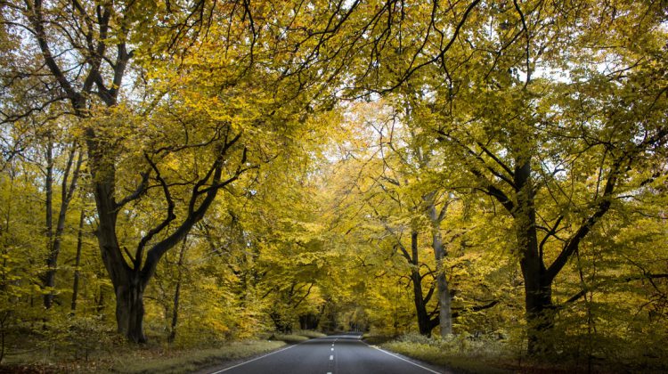 Que hacer cuando hay animales en la carretera