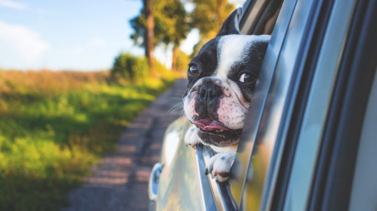 Viajar con perro en coche