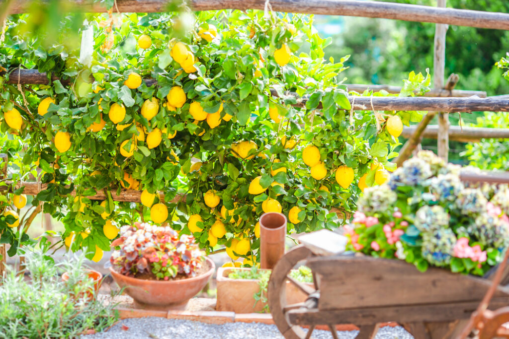 Planta de limón en la Costa Amalfitana