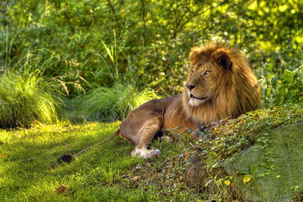 Qué hacer en Nueva York: visitar el Zoo del Bronx.