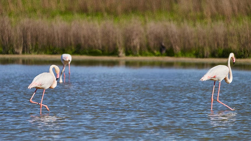 Laguna de Fuente de Piedra